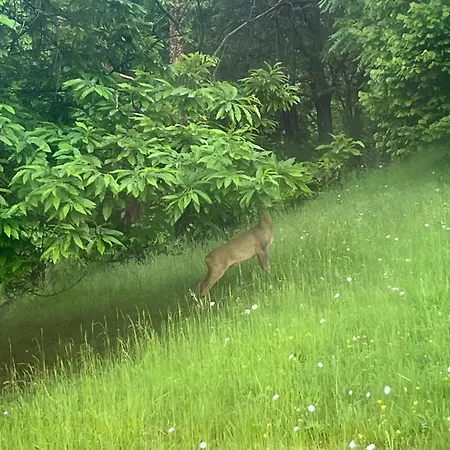 Il Bosco Incantato 3*